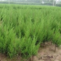 大量現貨批售塔柏.蜀檜.北京檜.龍柏.爬地柏.