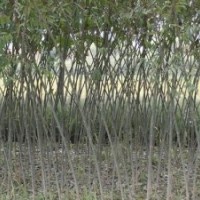 供應速生柳一年生、二年生、3公分、4公分、5公分速生柳