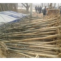 裸根定桿國槐6-12公分國槐樹，一級國槐樹價格