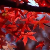供應1-2公分五角楓，3-5公分五角楓。