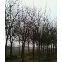 出售各種綠化苗木白蠟,國(guó)槐,速生柳