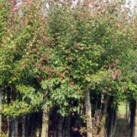 低價出售3--8公分三角楓