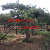 供應10黑松20黑松30黑松60黑松