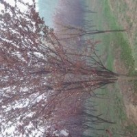 紫葉李10、11CM胸徑