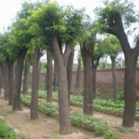 國槐 國槐價格 速生國槐 國槐苗 國槐基地 國槐圖片