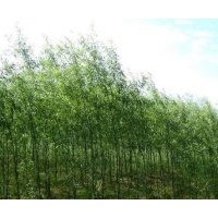 供應竹柳