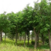 山東國槐 國槐價格 國槐小苗