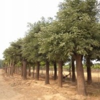 供應優(yōu)質各種規(guī)格國槐