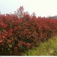 廣西柳州低價處理50萬紅葉石楠 大葉紫薇小苗