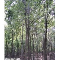 供應法桐，國槐，白蠟各型號長期有貨;歡迎現場來購