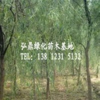 供應垂柳樹 垂柳苗 垂柳價格 垂柳苗圃