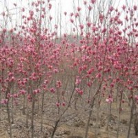 供應紫白玉蘭，櫻花，紅楓，流蘇