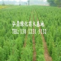 供應檜柏，檜柏價格，檜柏規格齊全