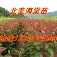 亞當海棠苗，王族海棠苗，紅寶石海棠苗