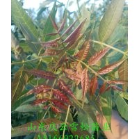 哪里東紅3號價(jià)格最合算慶云雪松苗業(yè)告訴您 白蠟