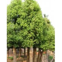 瀏陽苗木花木價格|瀏陽骨架移栽香樟價格|香樟新聞|宏景特價