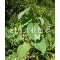 供應湖北利川產觀賞樹珙桐樹苗珙桐小苗珙桐小苗價格珙桐種子