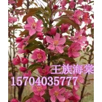 北美海棠，低價供應北美海棠