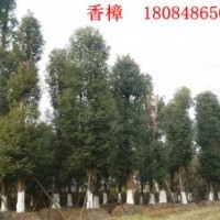 供應香樟