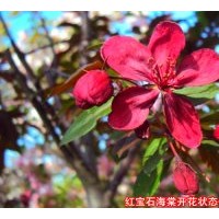 大葉北美海棠、花葉北美海棠、紅寶石海棠、高原之火海棠