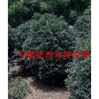 供應精品土石楠 中華石楠 安徽石楠 肥西石楠
