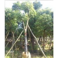 臘腸樹(shù)
