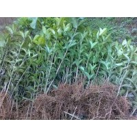 余慶縣大量供應8月桂花苗
