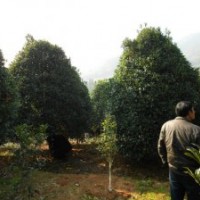 批發福建紅花丹桂
