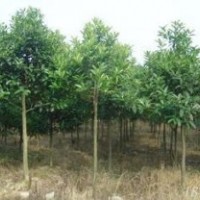 出售直徑6-8公分移栽獨桿冬青