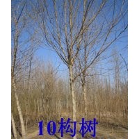 構樹價格