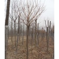 供應(yīng)各規(guī)格綠化苗木，國槐、合歡、白蠟等