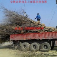 烏桕、樸樹、紅葉李、大葉女貞、香樟、刺槐、桂花、臘梅、玉蘭