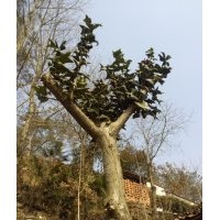 大量出售成年枸骨，刺冬青，五角楓