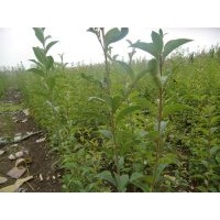 喬木大葉女貞苗 大葉女貞苗價格大葉女貞苗經銷商