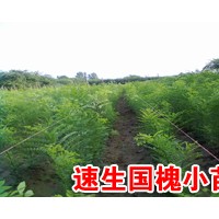 ..毛白楊，千頭椿，窄冠楊，速生楊，毛白楊種苗