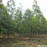 四川擬單性木蘭，擬單性木蘭苗圃，擬單性木蘭