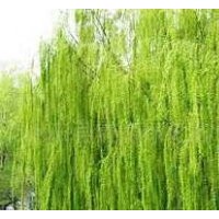 【精品推薦】供應(yīng)1-8cm速生垂柳、大垂，原枝原貌，另出售2000棵1
