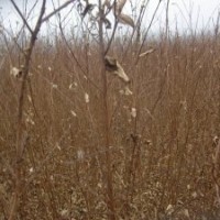 扦插國旗紅50高小苗價格1米高紫薇苗50公分紫薇苗