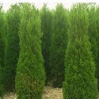 供應(yīng) 龍柏衛(wèi)矛、扶芳藤、金葉女貞、大葉黃楊、小葉黃楊、金邊黃