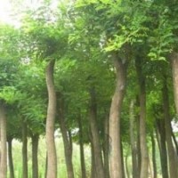 山西運城大量供應6—10公分國槐
