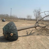 國槐 棗樹苗專業供應