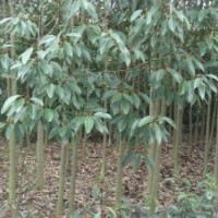 供應高桿女貞、深山含笑、樂昌含笑、紅花七葉樹、銀杏
