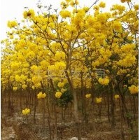 福建黃花風鈴木的價格，黃風鈴木供應
