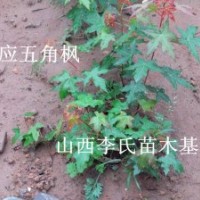 1-3年生北欒苗，榆樹苗，皂角苗五角楓