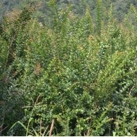 開發苗圃用苗紫薇苗.欒樹苗.合歡苗.紫荊.國槐苗.