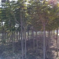藍花盈