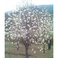 河南辛夷之鄉長期大量供應大小規格望春玉蘭（辛夷樹）1—60公分