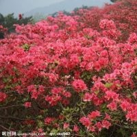 供應各種高桿、盆栽型杜鵑、映山紅