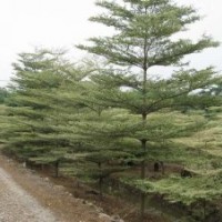 福建小葉欖仁，錦葉欖仁的價格，供應商