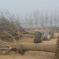 大量供應國槐